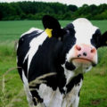 Is dairy the best source of calcium?