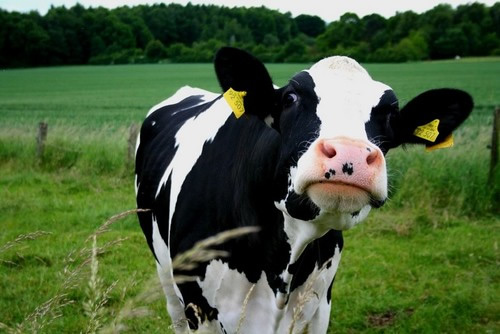 Is dairy the best source of calcium?