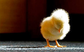 earthsave-chicks