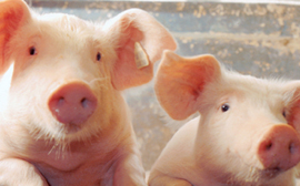 earthsave-compassion-animals