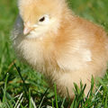 Looking for an egg re-placer?
