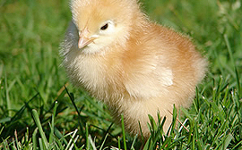 Looking for an egg re-placer?