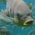 How can I add Omega-3 fatty acids to my diet?
