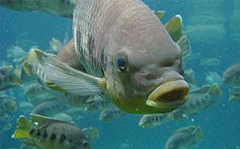 How can I add Omega-3 fatty acids to my diet?
