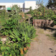 Community Gardening Primer