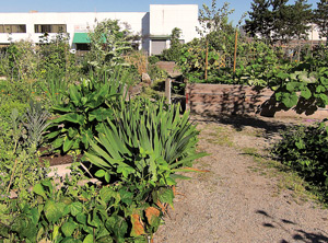 Community Gardening Primer