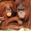 The Problem With Palm Oil