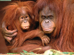 The Problem With Palm Oil