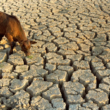 World water Crisis Demands Diet Change
