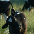Dairy or Beef? Which is worse?