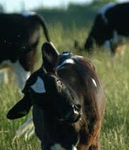 Dairy or Beef? Which is worse?