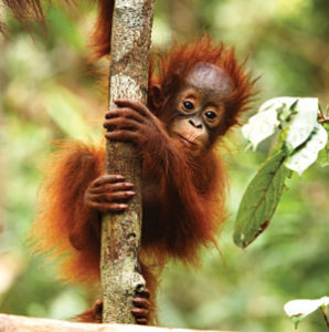 orangutan_baby-300