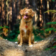 Plant-Based Pooches: The benefits of a meat-free diet for dogs