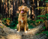 Plant-Based Pooches: The benefits of a meat-free diet for dogs