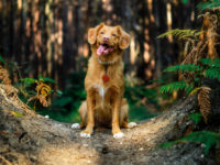 Plant-Based Pooches: The benefits of a meat-free diet for dogs