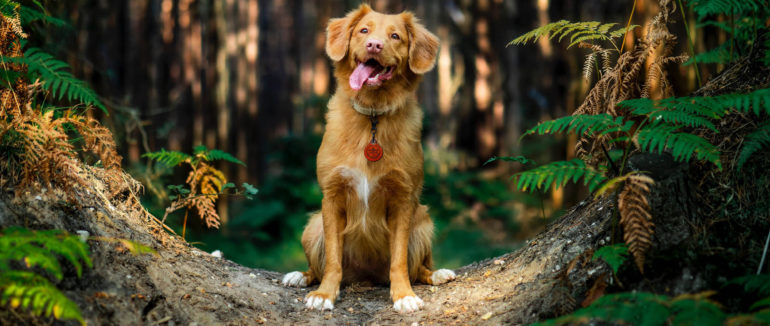Plant-Based Pooches: The benefits of a meat-free diet for dogs